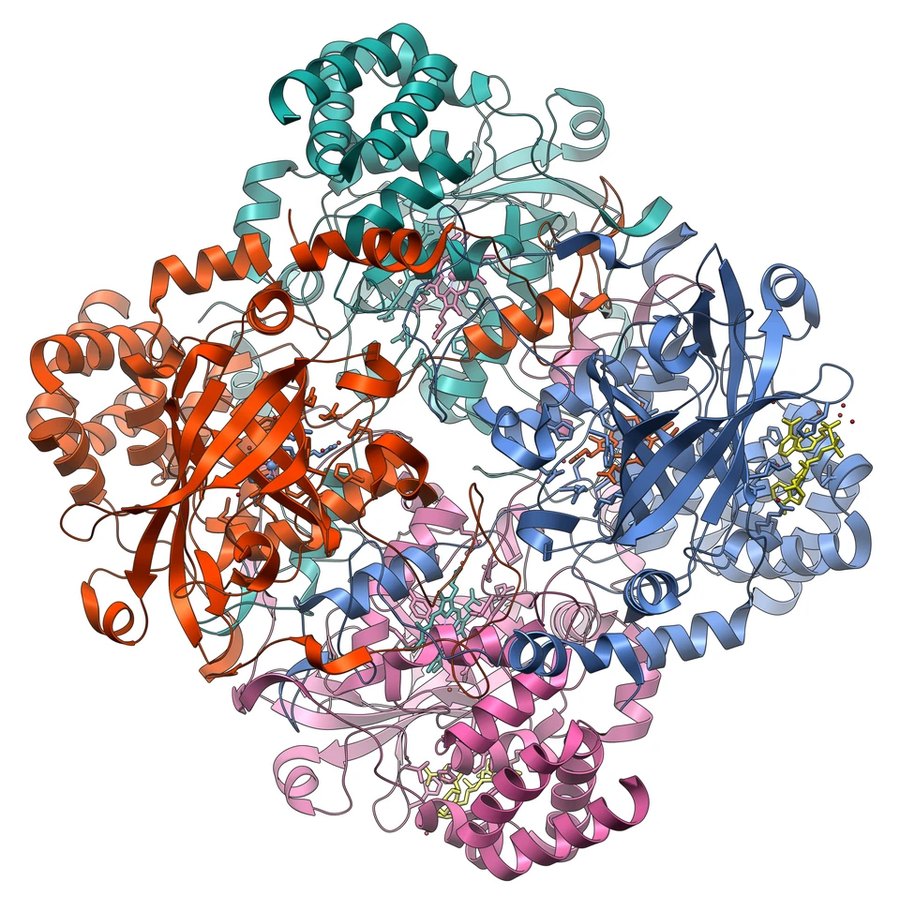 Structure tridimensionnelle d'une catalase d'érythrocyte humain (PDB 1DGB)