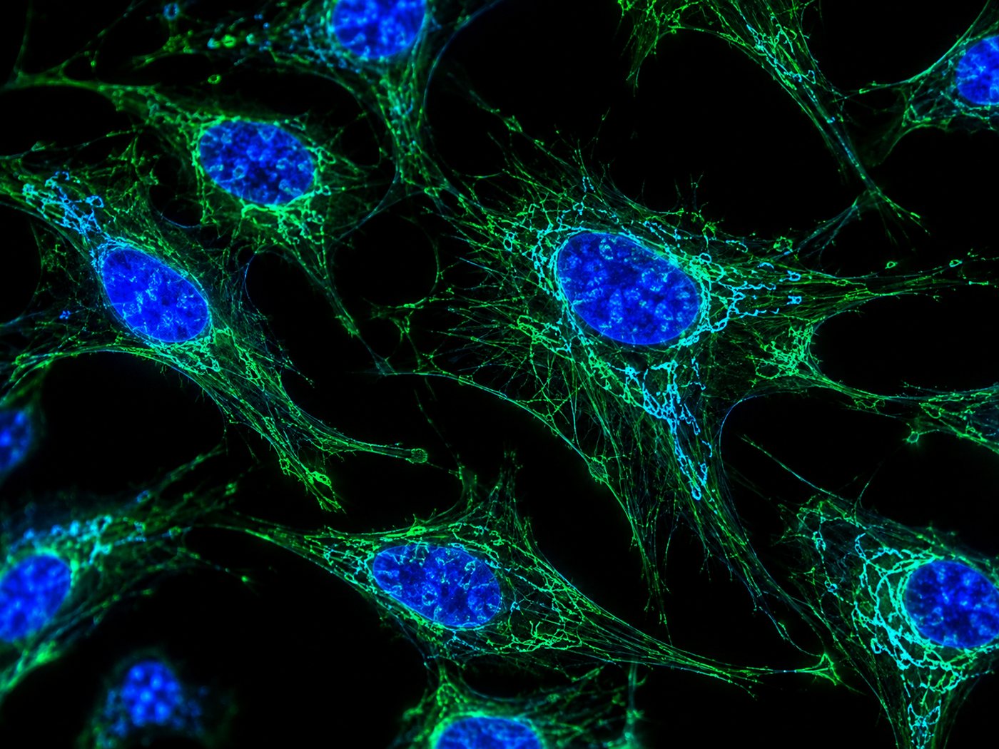 Illustration de cellules en microscopie à fluorescence